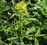 Erysimum hieraciifolium