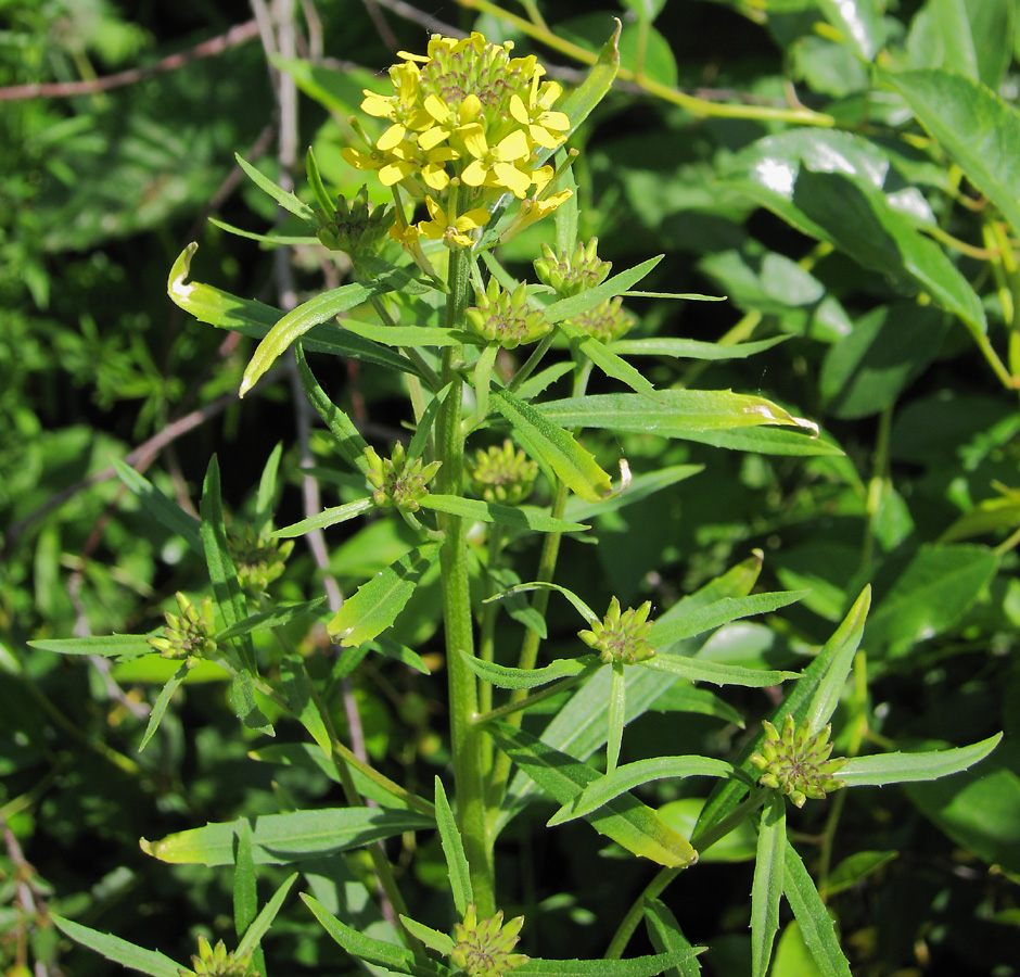 Изображение особи Erysimum hieraciifolium.