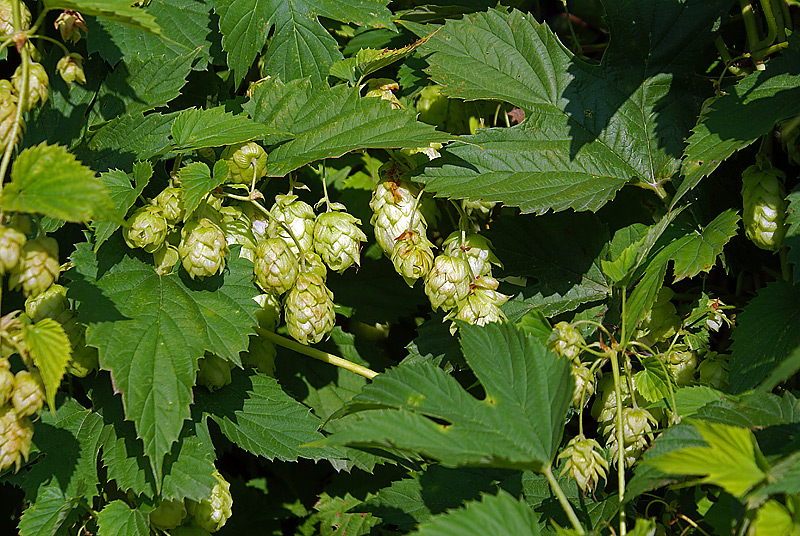 Image of Humulus lupulus specimen.