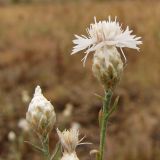 Centaurea pseudoleucolepis. Верхушка цветущего растения белоцветковой формы. Украина, Донецкая обл., Володарский р-н, заповедник \"Каменные Могилы\", выходы гранита. 07.08.2011.