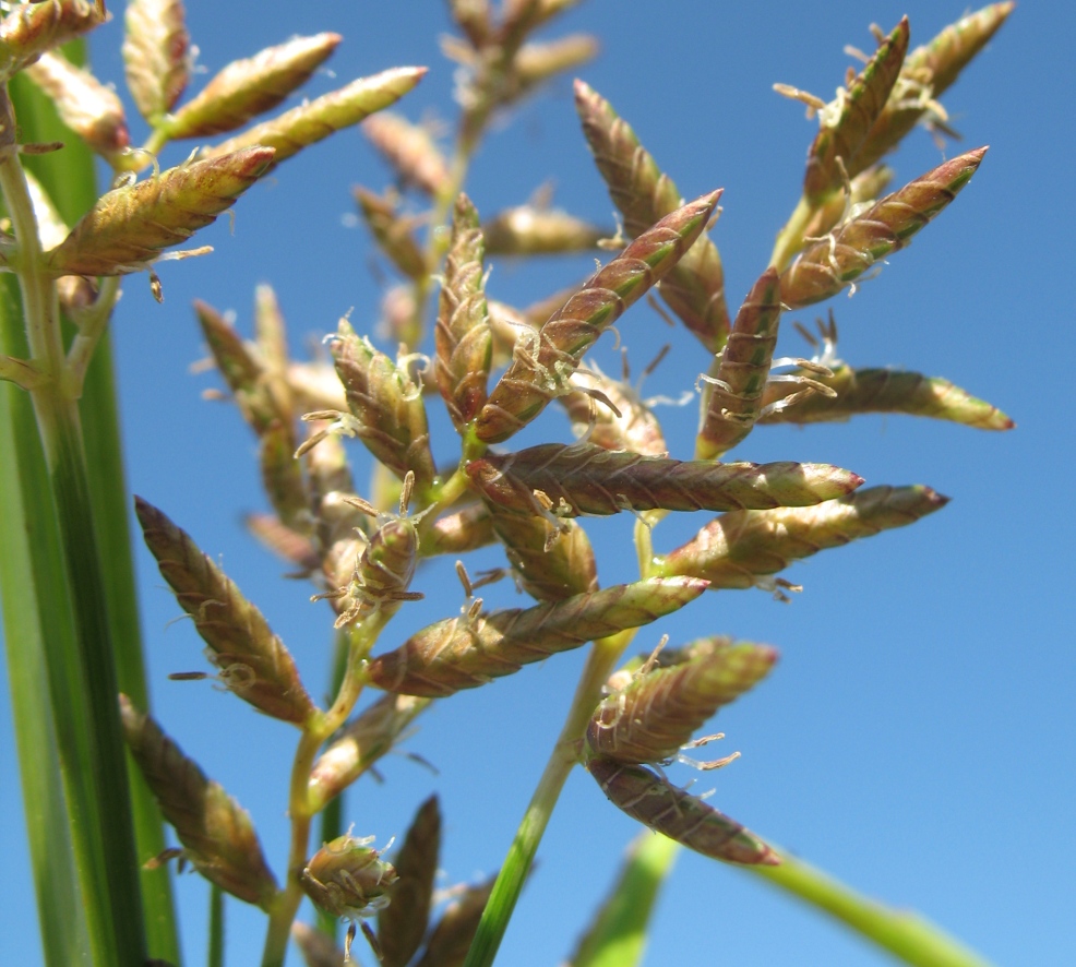 Изображение особи Juncellus serotinus.