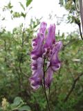 Aconitum septentrionale. Соцветие. Иркутская обл., Бодайбинский р-н, водораздел рек Имнях и Бол. Семикач, тайга. Июль 2011 г.