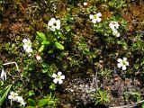 Diapensia obovata