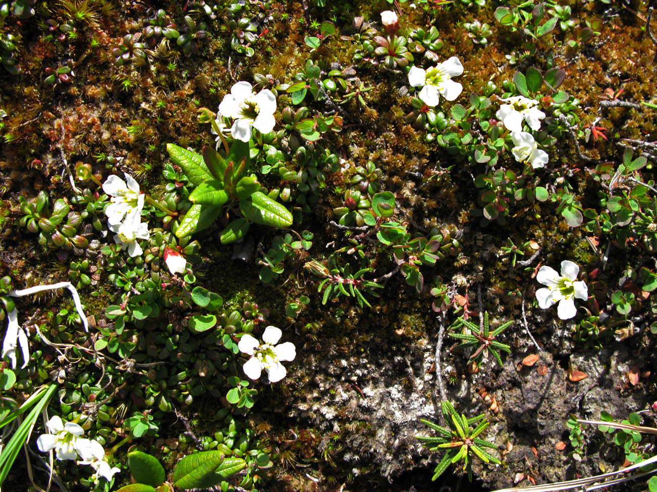 Image of Diapensia obovata specimen.