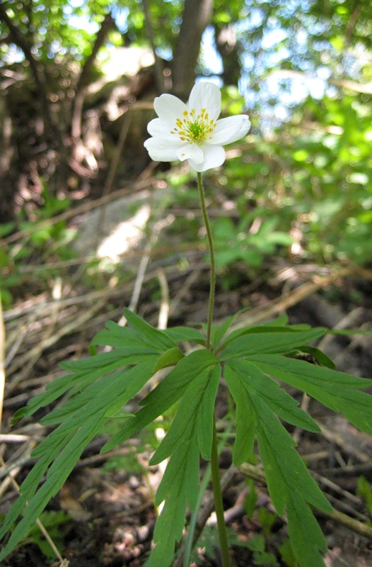 Изображение особи Anemone caerulea.