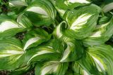 Hosta undulata