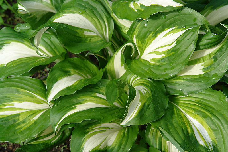 Изображение особи Hosta undulata.