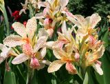 Canna × orchiodes. Соцветия. Крым, Никитский ботанический сад. 23 августа 2007 г.