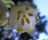 Leucojum vernum var. carpathicum