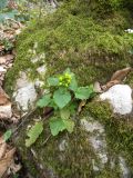 Scrophularia chrysantha