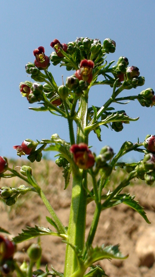 Image of Scrophularia zvartiana specimen.