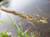 Image of taxon representative. Author is Николай Дегтярёв