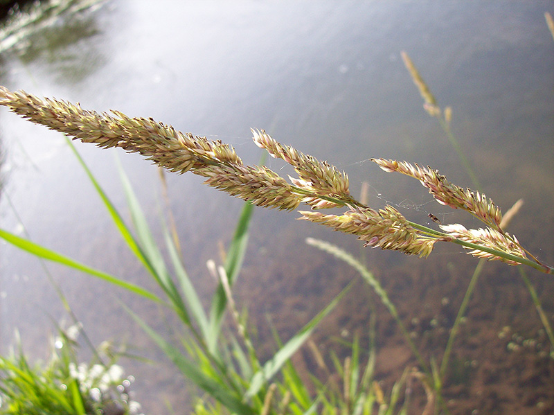 Image of Phalaroides arundinacea specimen.