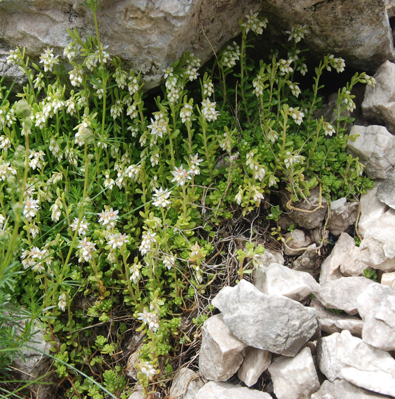 Image of Sedum magellense specimen.