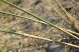 Elytrigia bessarabica. Средняя часть побегов. Зап. Крым, г. Саки, берег моря у детского оздоровительного лагеря \"Прибрежный\". 30.08.2011.