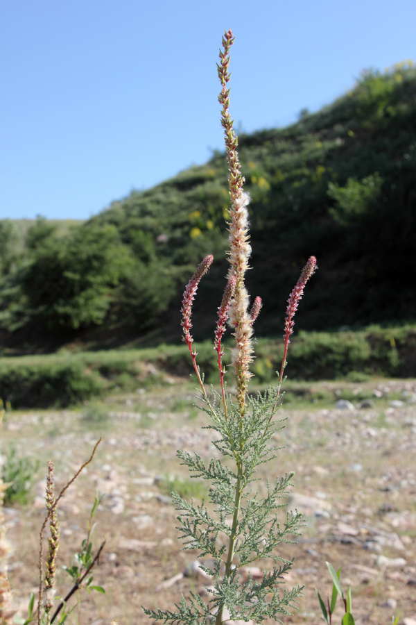 Image of Myricaria bracteata specimen.