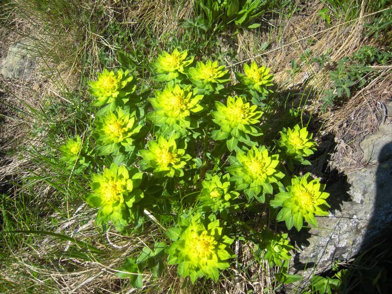 Изображение особи Euphorbia procera.