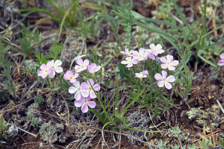 Image of Phlox sibirica specimen.