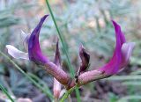 Astragalus rostratus