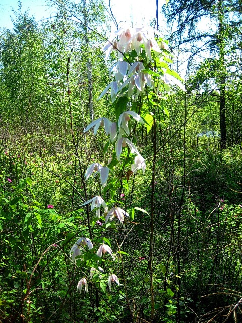 Изображение особи Atragene sibirica.