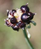 Image of taxon representative. Author is Марина Скотникова