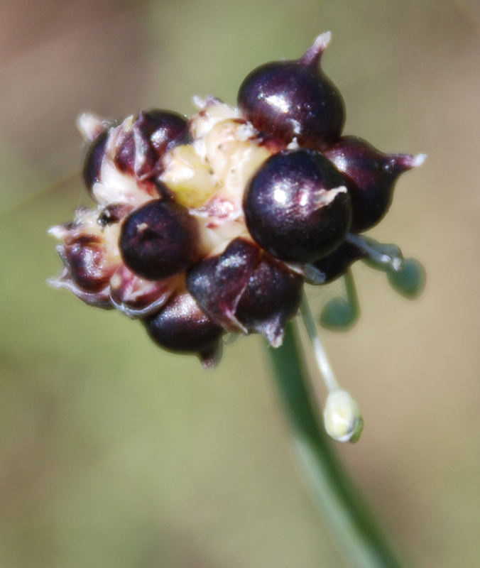 Image of Allium caeruleum specimen.