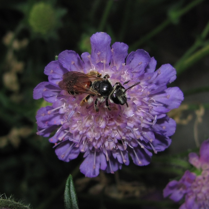 Image of Knautia arvensis specimen.
