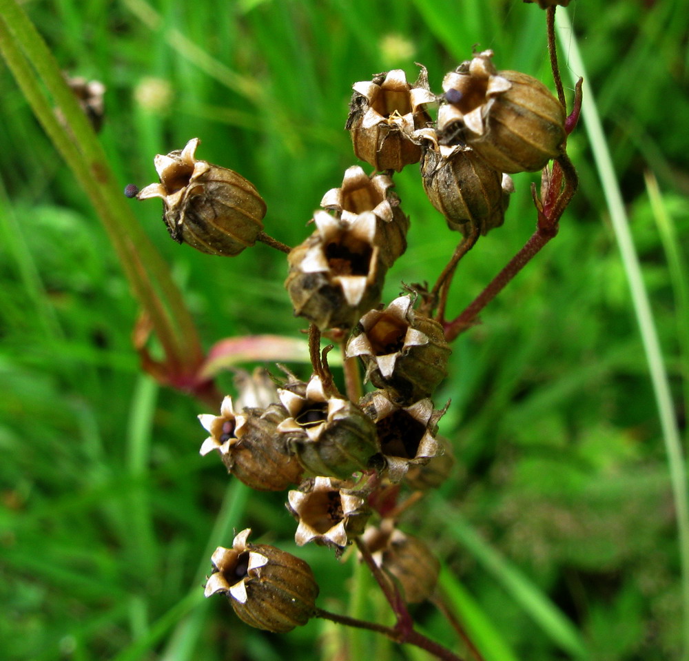 Изображение особи Coccyganthe flos-cuculi.