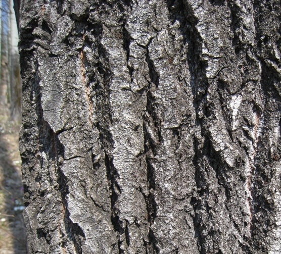 Image of Populus tremula specimen.