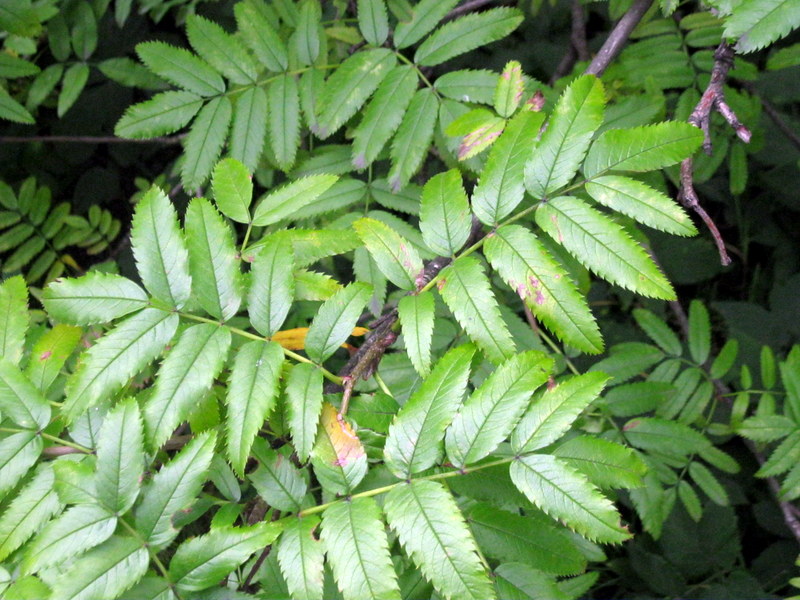 Изображение особи Sorbus sambucifolia.