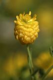 Trifolium aureum. Соцветие. Карельский перешеек, окр. Сертолово. 23.07.2009.