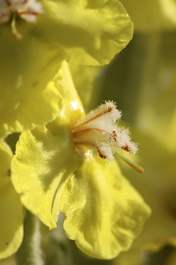 Изображение особи Verbascum songaricum.