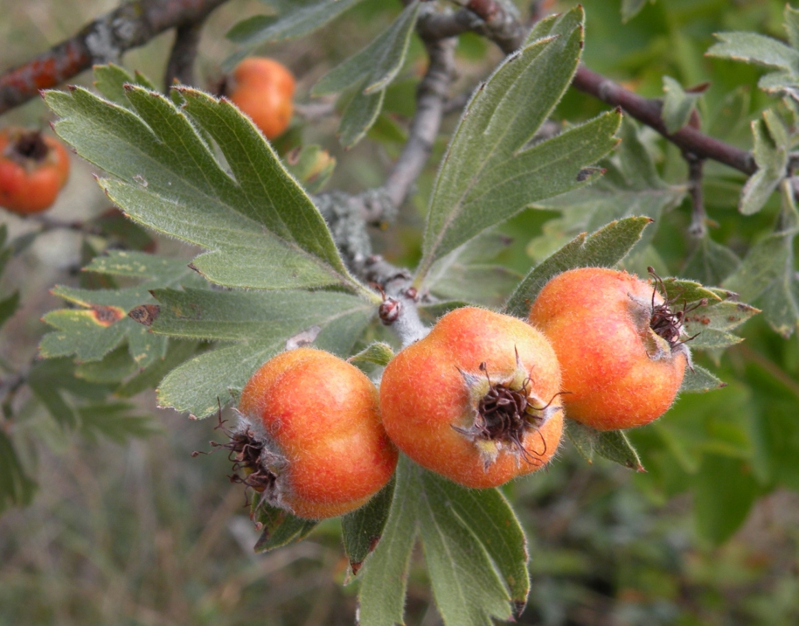 Изображение особи Crataegus orientalis.