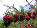 Larix kamtschatica