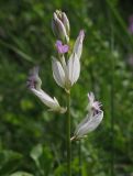 Polygala major