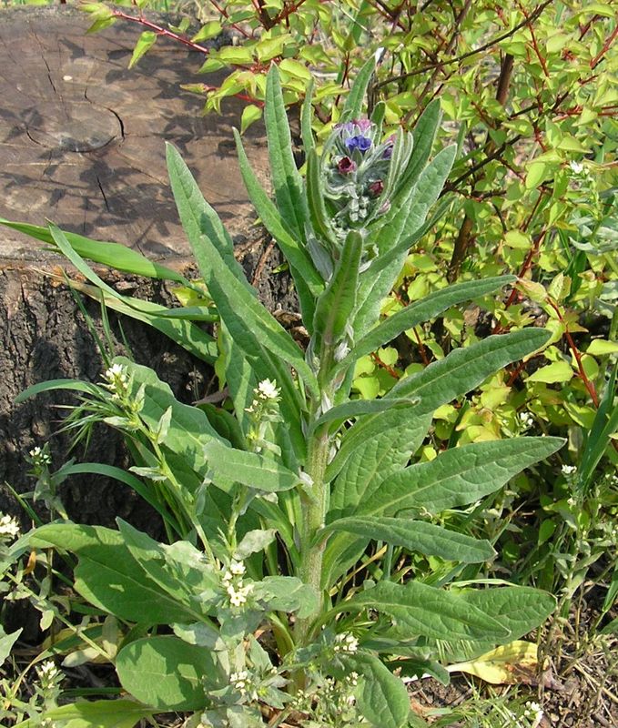 Изображение особи Cynoglossum officinale.