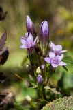 Gentianella biebersteinii