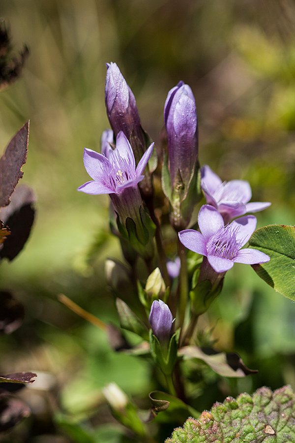 Изображение особи Gentianella biebersteinii.