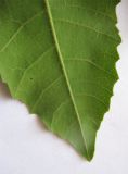 Image of taxon representative. Author is Марина Рыбка