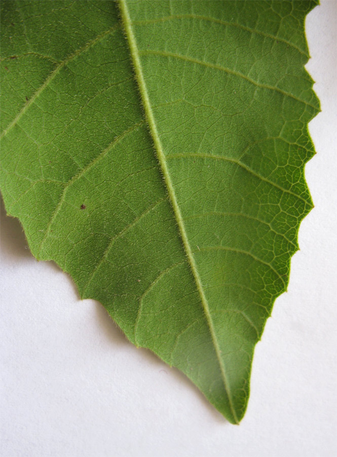 Image of Alectryon tomentosum specimen.