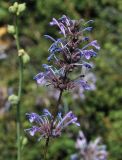 Nepeta cilicica