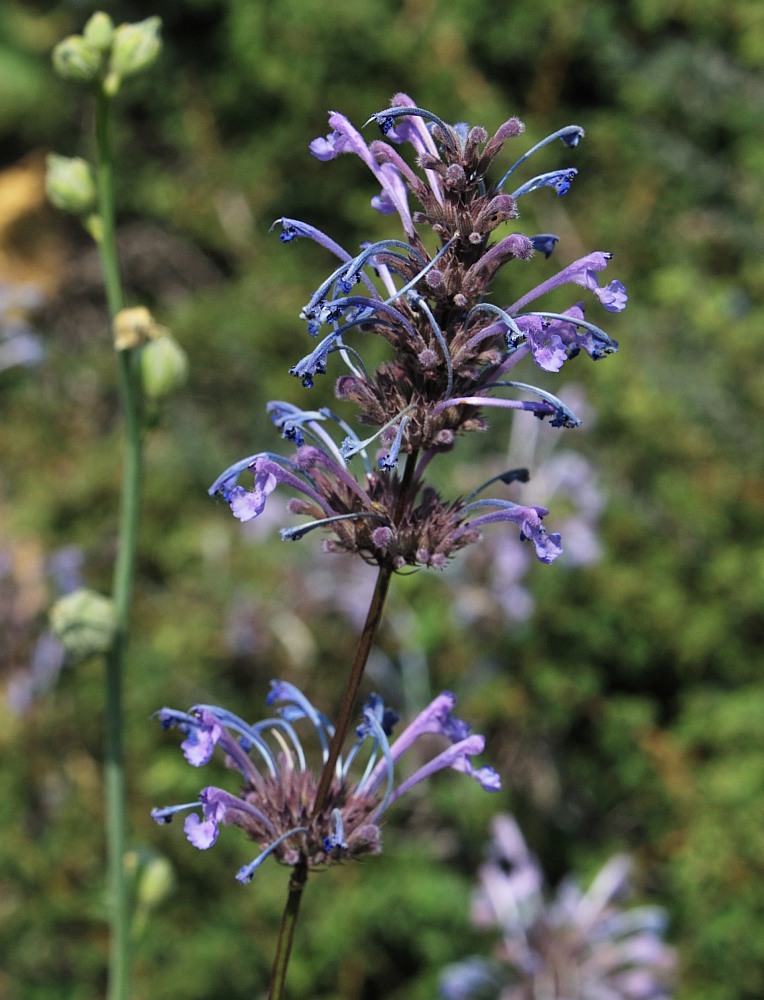 Image of Nepeta cilicica specimen.