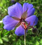 Geranium pratense. Цветок (вид со стороны чашечки) и бутон. Иркутская обл., окр. г. Бодайбо, высокотравный луг. 12.07.2012.