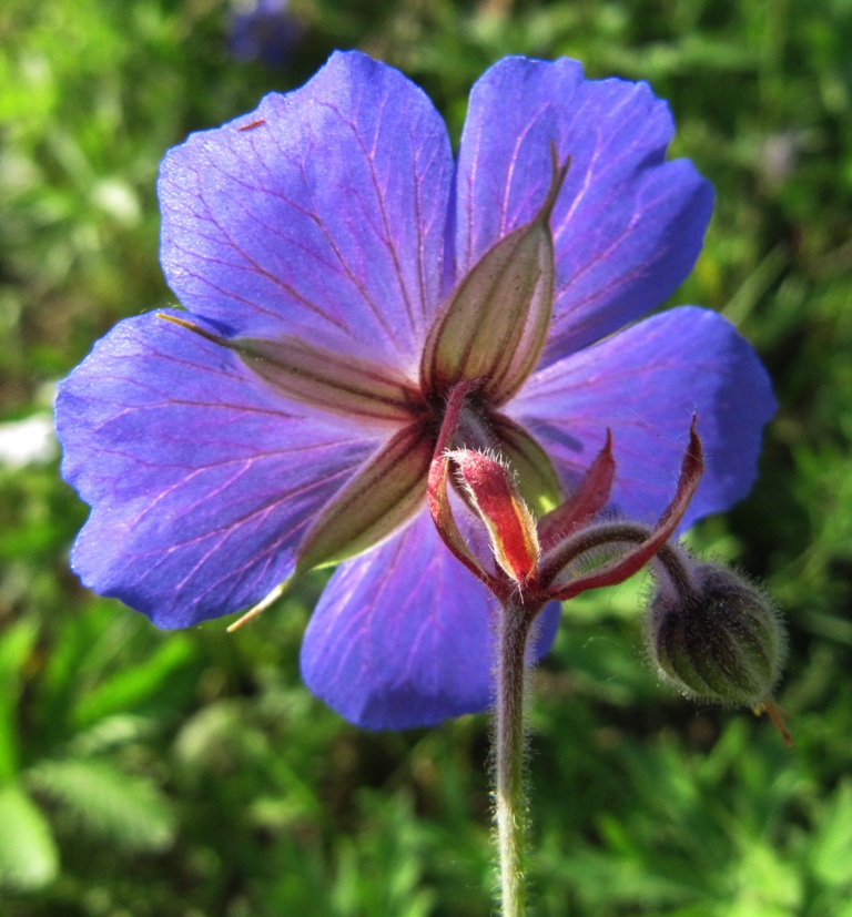 Image of Geranium pratense specimen.