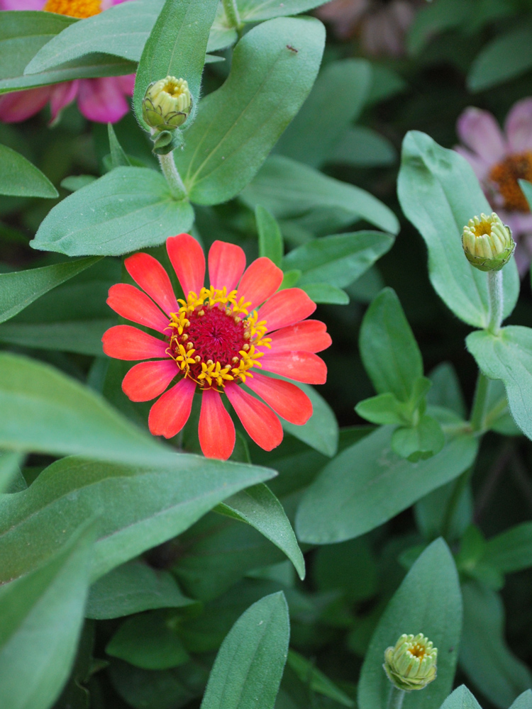 Image of Zinnia elegans specimen.