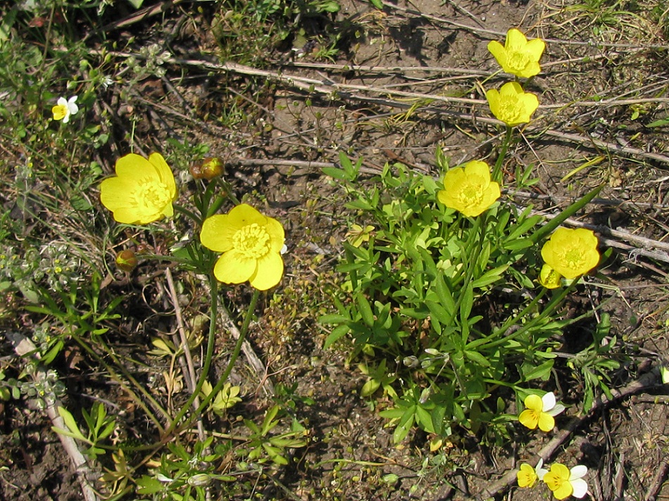 Изображение особи Ranunculus pedatus.