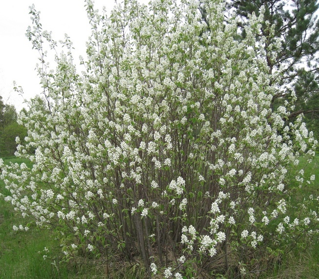 Image of Amelanchier spicata specimen.