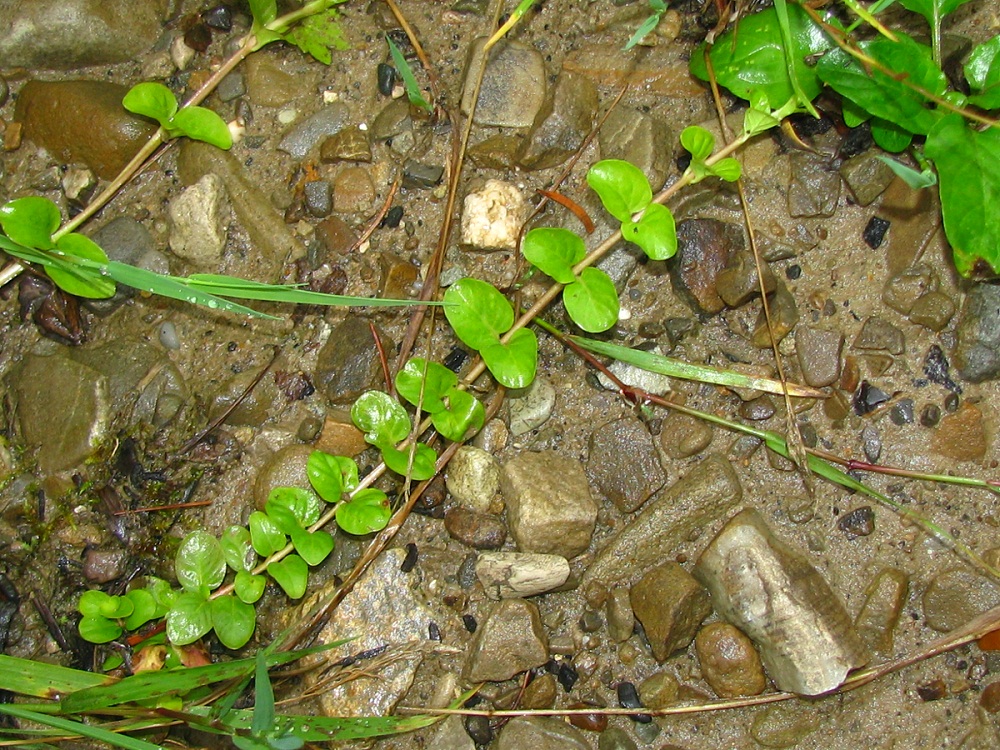 Image of Lysimachia nummularia specimen.