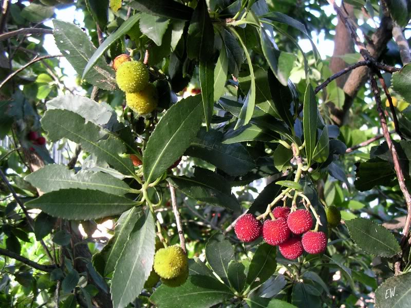 Image of Arbutus unedo specimen.