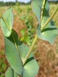 Bupleurum rotundifolium. Часть побега. Ростовская обл. г. Новочеркасск. 27.06.2010.
